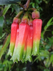 Macleania macrantha