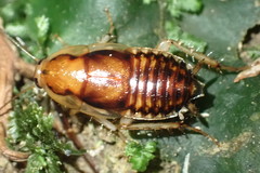 Celatoblatta undulivitta