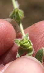 Plagiobothrys canescens