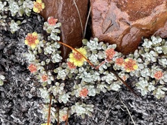 Eriogonum caespitosum