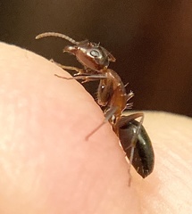 Camponotus sayi