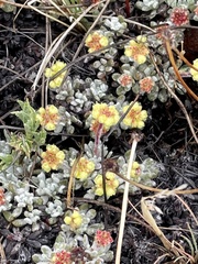 Eriogonum caespitosum