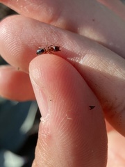 Camponotus sayi