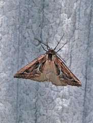 Pseudaleucis cruciferaria