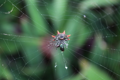 Gasteracantha cancriformis