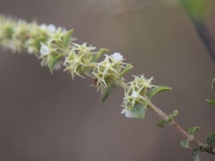 Asterohyptis stellulata