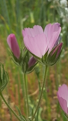 Sidalcea diploscypha