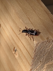 Thanasimus undatulus