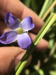 Gentianopsis simplex