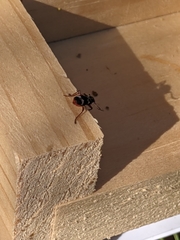 Thanasimus undatulus