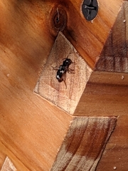 Thanasimus undatulus