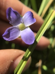 Gentianopsis simplex