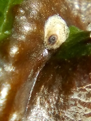 Hemiberlesia lataniae