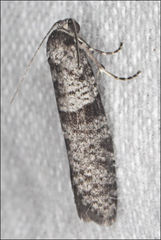 Lepidoscia annosella