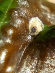 Hemiberlesia lataniae