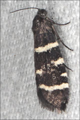 Lepidoscia glabrella