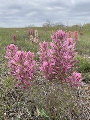 Castilleja sessiliflora