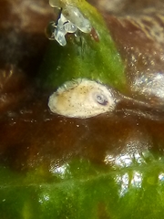 Hemiberlesia lataniae