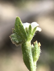 Plagiobothrys stipitatus micranthus