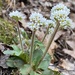 Virginia Saxifrage - Photo (c) Meg Madden, some rights reserved (CC BY-NC), uploaded by Meg Madden