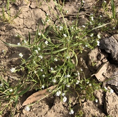 Plagiobothrys stipitatus micranthus
