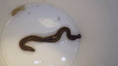 Bipalium pennsylvanicum