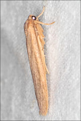 Scoliacma pactolias