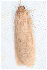 Scoliacma pactolias