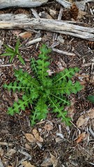 Cirsium edule wenatchense