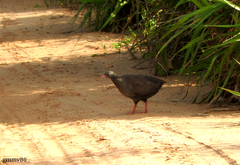 Crypturellus tataupa