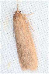 Scoliacma pactolias