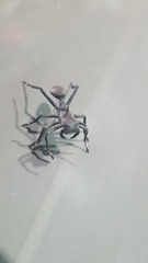 Aphantochilus rogersi