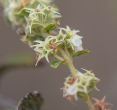 Asterohyptis stellulata