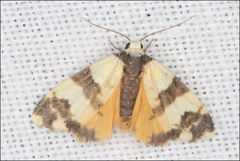 Thallarcha chrysochares