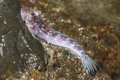 Istiblennius