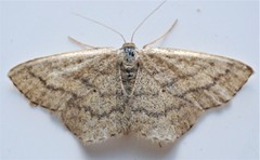 Scopula frigidaria