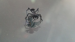 Aphantochilus rogersi