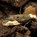 Pavlovski's Monopis Moth - Photo (c) Katja Schulz, some rights reserved (CC BY)