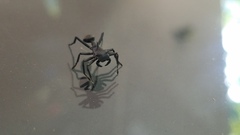 Aphantochilus rogersi