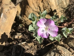 Epilobium siskiyouense