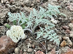 Lomatium nevadense