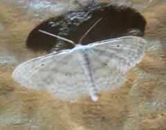 Scopula benitaria
