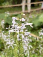 Salvia tashiroi