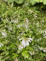 Salvia tashiroi