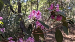 Rhododendron breviperulatum