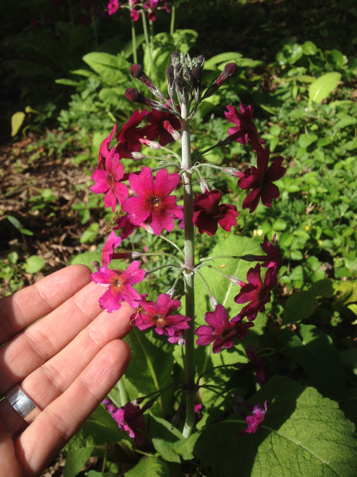 Image of Primula pulverulenta by (c) Jon Sullivan, some rights reserved (CC BY)