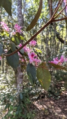 Rhododendron breviperulatum