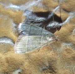 Hypsopygia nostralis