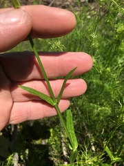 Physostegia angustifolia