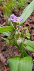 Tradescantia ernestiana